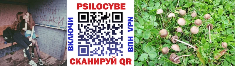 Псилоцибиновые грибы Psilocybine cubensis купить цена Горячий Ключ